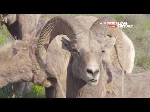 Видео: Какви животни живеят в Северна Америка