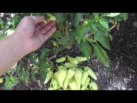 My Banana Peppers Harvest - BIG Harvest from overwintered plant