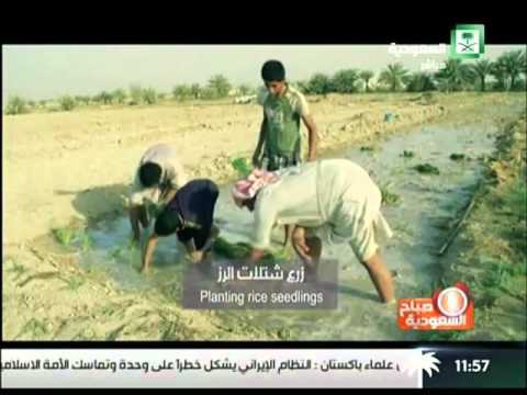 الرز الحساوي صباح السعودية