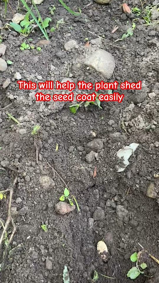 this-is-how-you-plant-pumpkin-seeds-gardening-garden-pumpkins