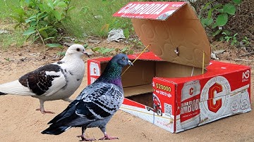 Easy Quick Pigeon Trap Using Paper Box And Hole - Best Unique Bird Trap