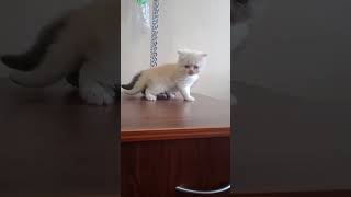cat pups available for sale up lakhimpur kheri #abhinavdoghouse 9519261587