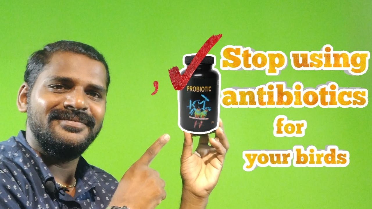 Stop using Antibiotics for your birds YouTube