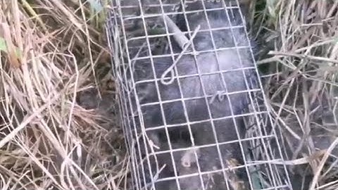 RỒI TIẾP TỤC SĂN CHUỘT CỐNG NHUM ĐIỂM CỦ TƯỞNG KHÔNG DÍNH QUÁ ĐÃ AE 