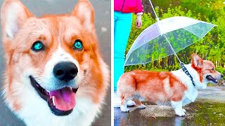 INVALUABLE GADGETS AND HACKS for your fluffy pets