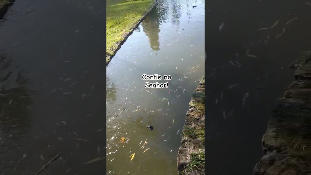 #cortella #motivação #reflexão #shorts #patos