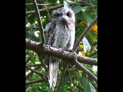 Tawny Frogmouth Facts - Facts About Tawny Frogmouths