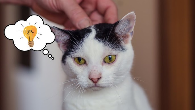 10 Human Habits Cats HATE and Wish You Wouldn't Do 