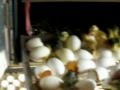 Выводной шкаф. Инкубация гусиных яиц.mp4
