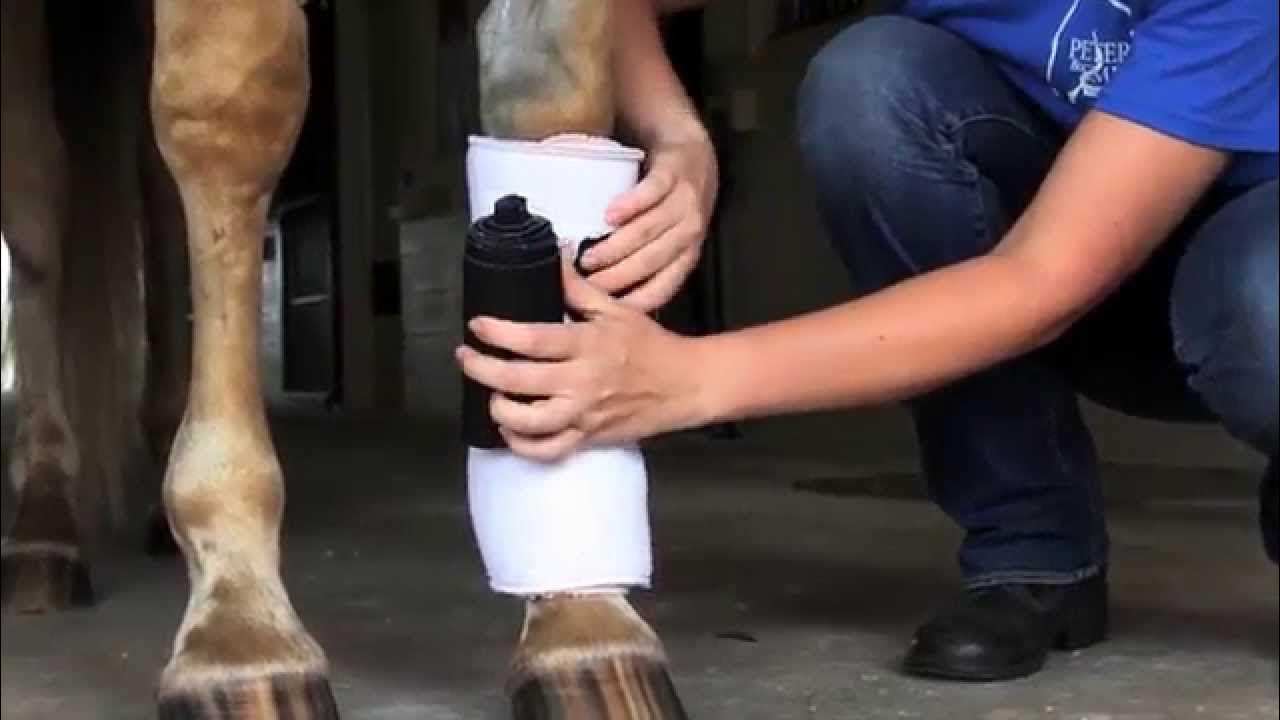 How to Bandage a Horse's Leg Equine Training YouTube