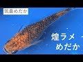 煌ラメめだかの動画です。