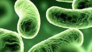 GENETICS - BIO.m4v