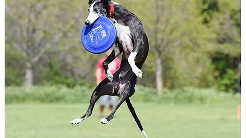 Rob McLeod and Davy Whippet Setting Records and Speaking to Kids