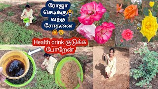 ரோஜா செடி வேகமா வளர Health drink கொத்தமல்லி விதைப்பு #rosefertilizer #rosegarden #gardenideasforhome