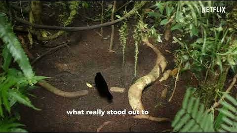 Micro-Educational Video 2: Our Planet: Jungles