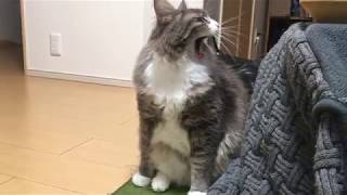 暴走する猫 ノルウェージャンフォレストキャットRunaway.Norwegian Forest Cat.