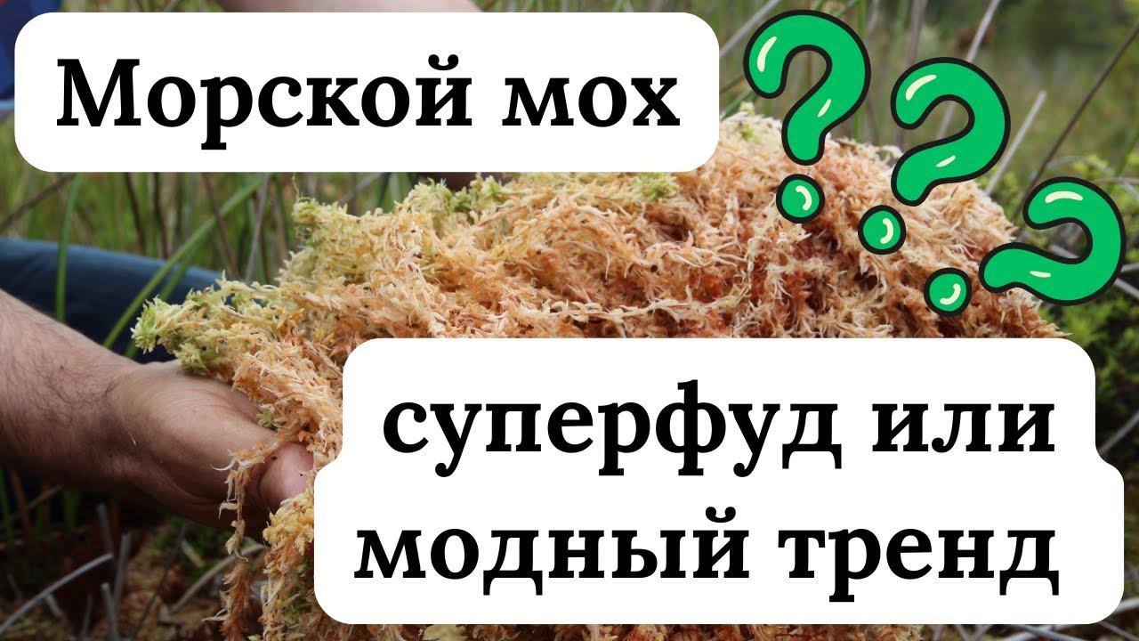 Морской мох: суперфуд или модный тренд из соцсетей