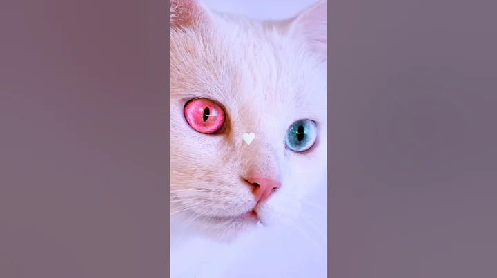 Video 11890821: cat beautiful blue eyes