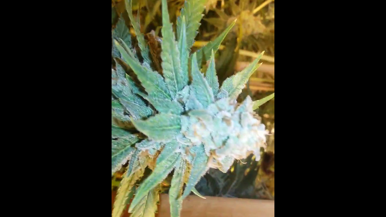 Crockett Family Farms 'Clementine'