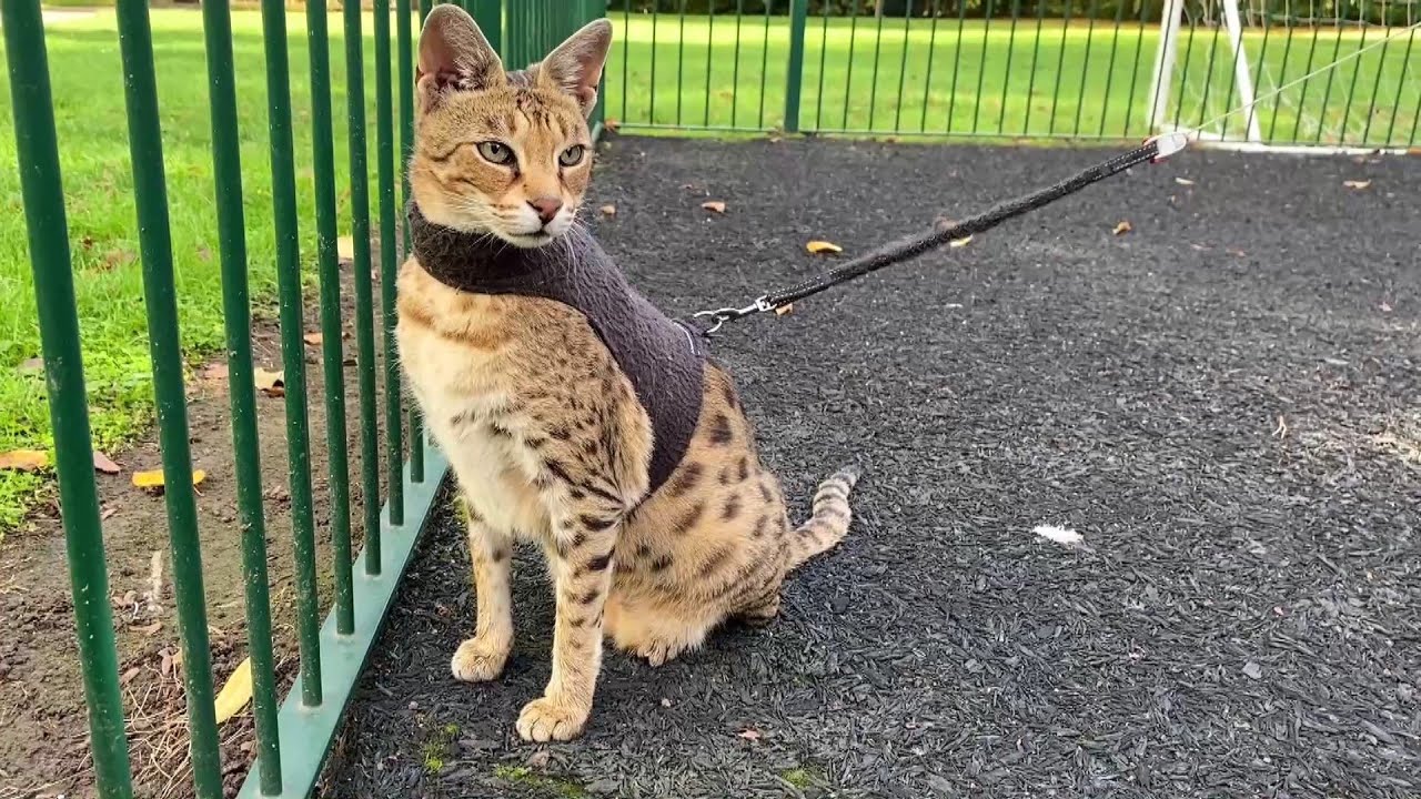 Walking My Savannah Cat – Like Having a Mini Leopard on a Leash!