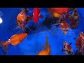 Large Mixed Premium Fancy Imported Goldfish from Blue Ridge Koi