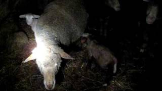 Paola e Chiara Agnelle di pecore Merinos Delaine