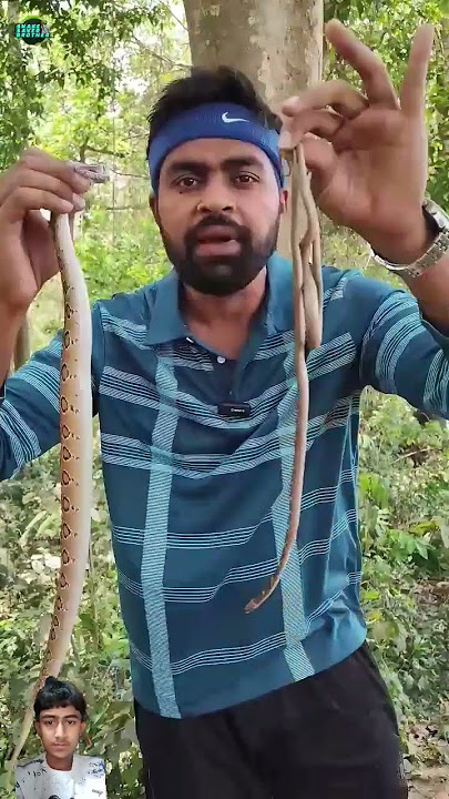#snakesaverbrothers #snakevideo #rescue #commonwolf #russellviper #snakerepellent #snakebite