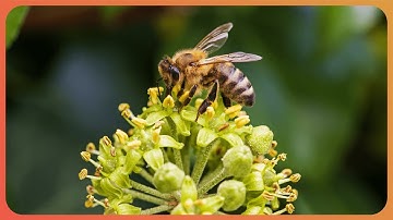 Ants, Termites and Bees: Nature