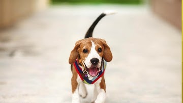 Beagle Crate Training