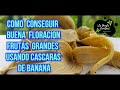 EL SECRETO PARA QUE TUS PLANTAS PRODUZCAN FRUTAS 🍌GRANDES Y MUCHAS FLORES 😲( COMPLETAMENTE ORGÁNICO)