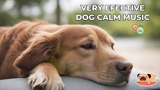 Soothing Music To Calm Your Dog And Combat Anxiety | #Dogcalmingmusic #Doglovers #Dogbehavior