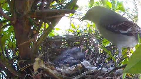 Mockingbird 2021 feeding time 🙂