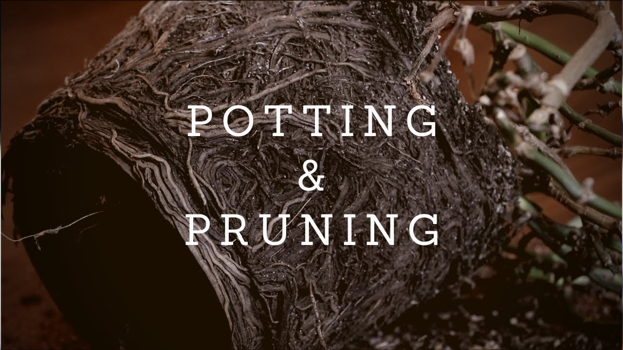 Odd Jobs -- [Jan 2020]