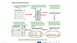 Image Lab Software: Densitometric Analysis of Gels and Western Blots