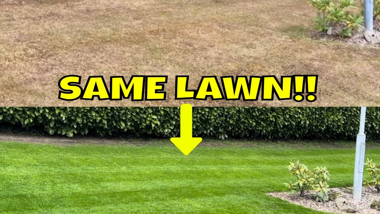 Latest Tips and Info Daniel Hibbert Lawn Expert