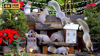 [NO ADS] Cat TV for Cats to Watch 😸 Birds \& Squirrels at Christmas 🕊️🐿️ Bird Videos \& Cat Games