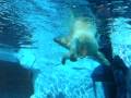 Swimming Polar Bear2