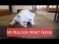 MY BULLDOG WON&#39;T BUDGE | WEEKLY VLOG