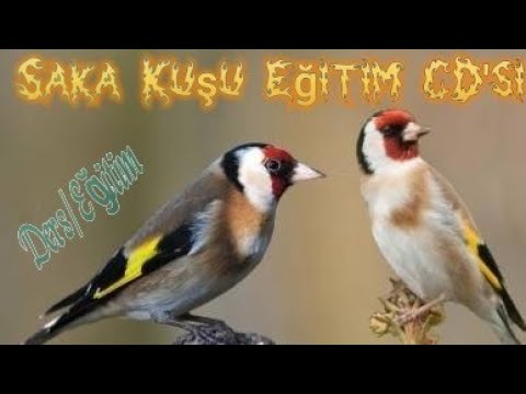 Saka ( Arap ) Kuşu  Eğitim CD'si / 1983 Kaset Çekimi / Ders - Saka Ötüşü/Goldfinch Singing