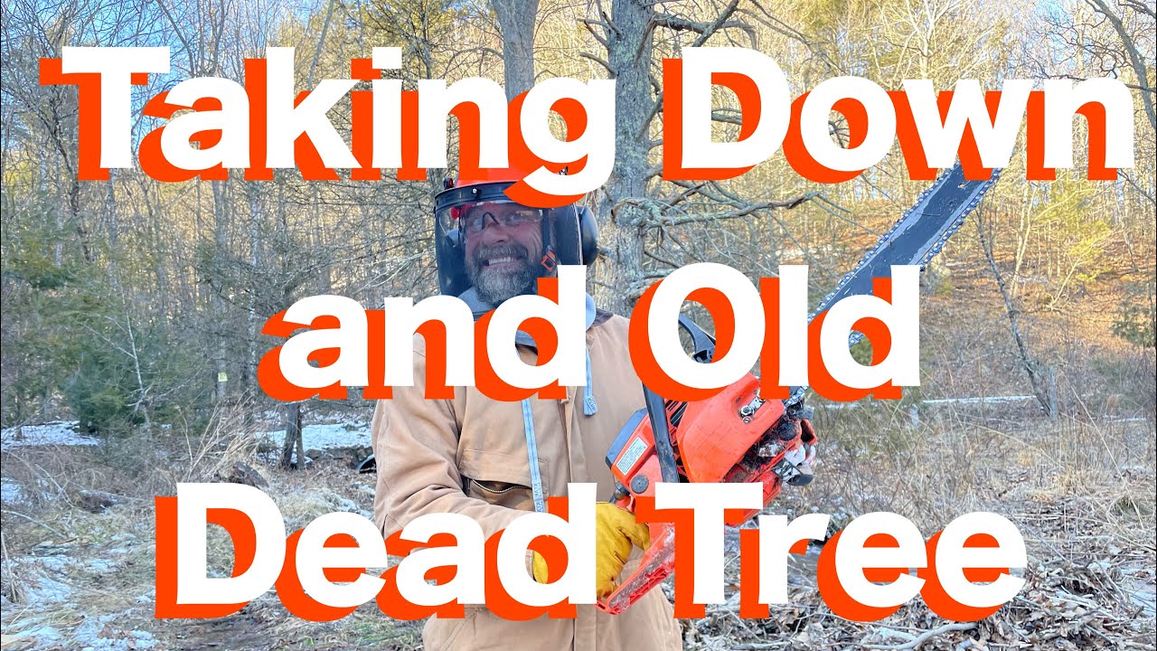 Felling a Big Old Dead Tree - YouTube