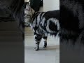 just a video