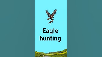 Eagle hunting fox #eagleflying #eagle #hunting