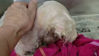 acs A650787