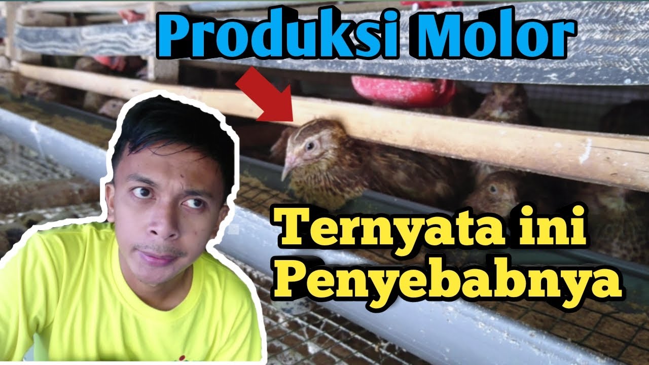 Penyebab produksi burung puyuh lambat atau molor || Burung puyuh molor