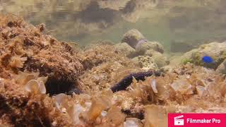 Black Sea Cucumbers crawling through Rock Pools! Time Lapse
