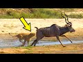 Antelope Secrets: Fast, Fierce, and Fascinating!