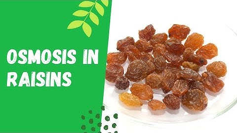 Osmosis in raisins