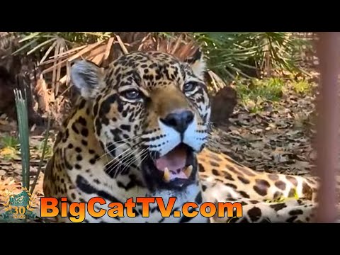 LIVE with Carole and Manny jaguar at Big Cat Rescue! 04 18 2023
