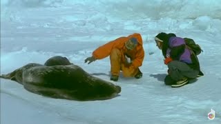 Weddell seals in Antarctica adapt to survive in the frozen water | Documentary