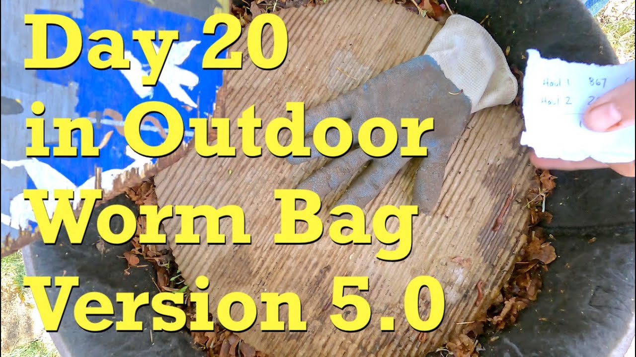 Outdoor worm bag "v 5" fed on 20th day in service YouTube